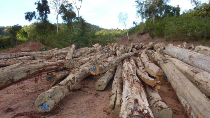 Lagerstroemia logs, Laos (c) EIA 