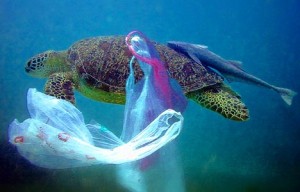 Turtle_plastic bag