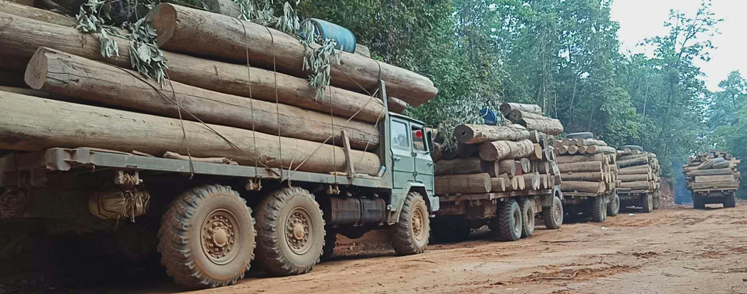 Log trucks loaded with wood in Myanmar © EIA UK