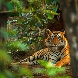 The number of wild tigers in Myanmar is dwindling due to habitat loss and poaching.