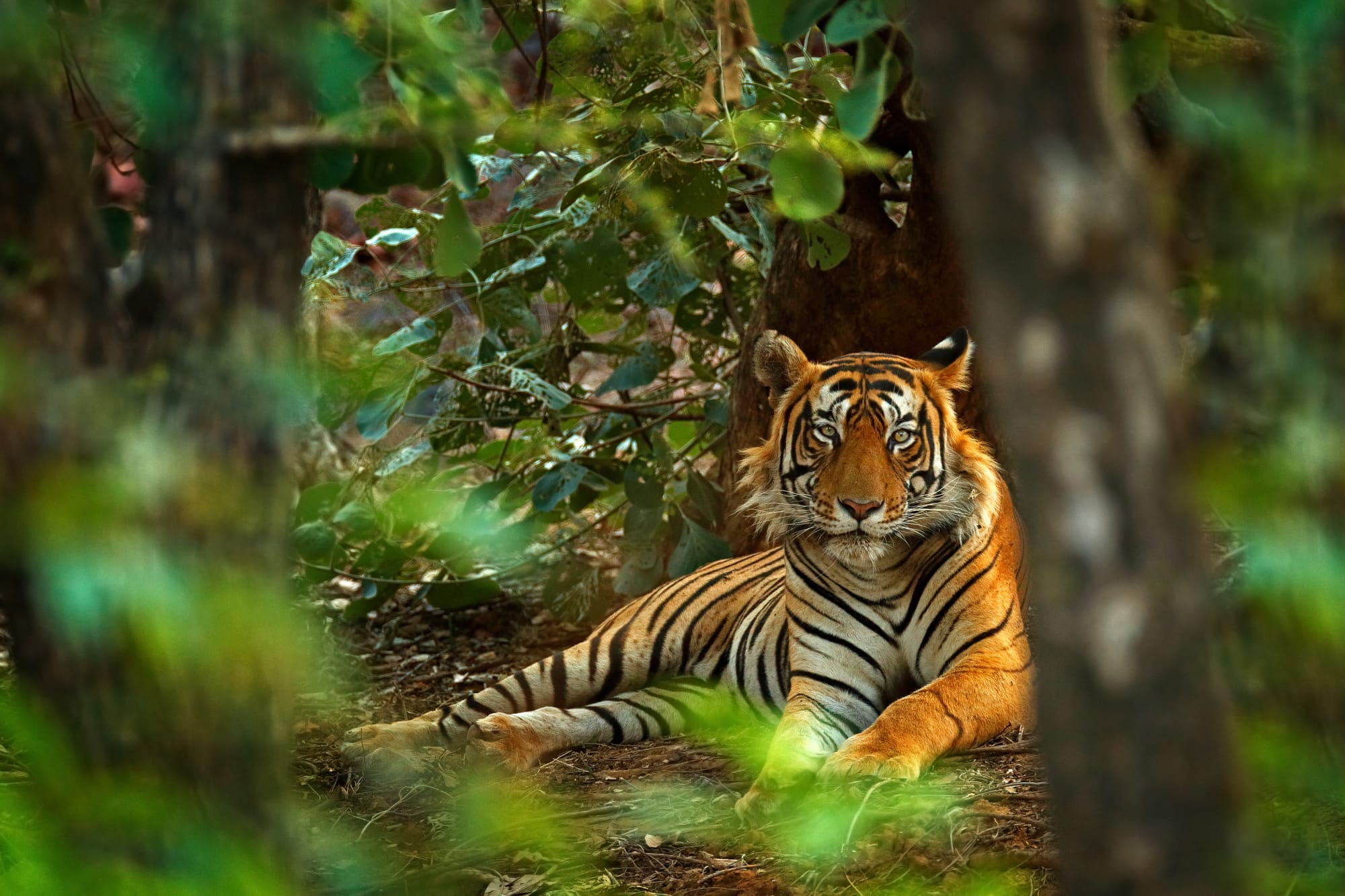 The number of wild tigers in Myanmar is dwindling due to habitat loss and poaching.