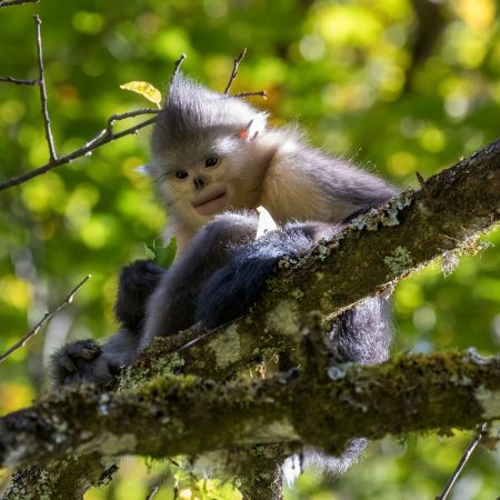 https://eia-international.org/wp-content/uploads/06-wildlife-nub-nosed-monkey.jpg
