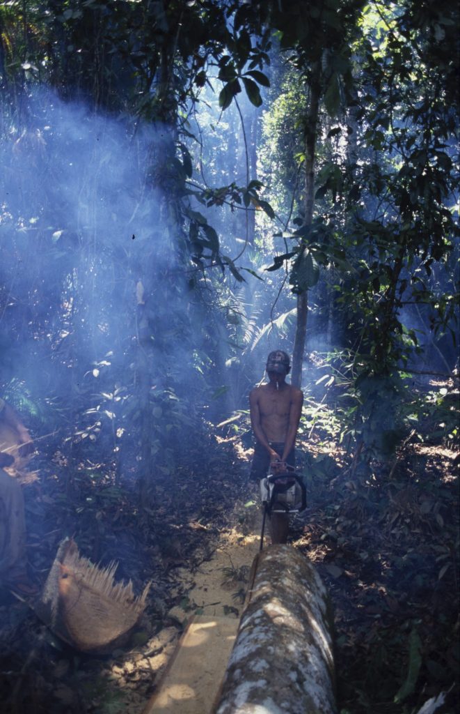 Illegal logging in indonesian forest.