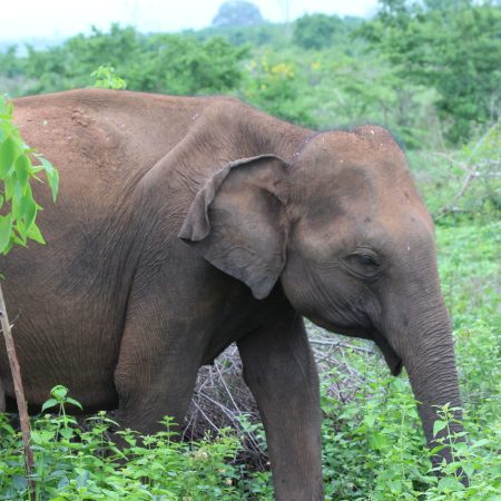 https://eia-international.org/wp-content/uploads/07-wildlife-elephants.jpg