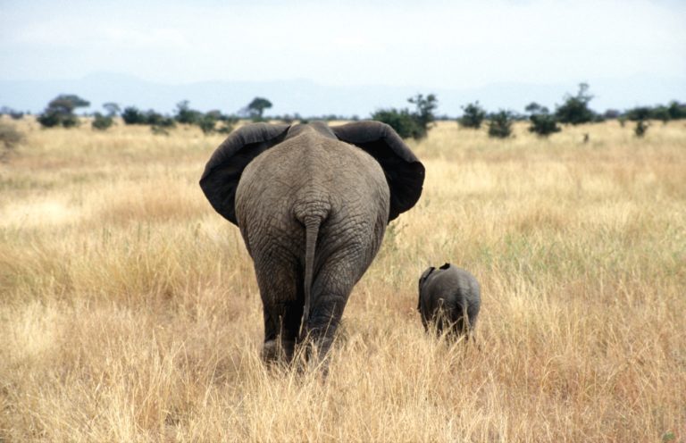  	 Supreme Court quashes the antiques trade’s final bid to kill off the UK Ivory Act!