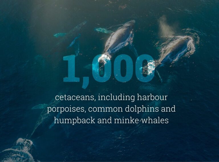 Annual bycatch deaths <p src=