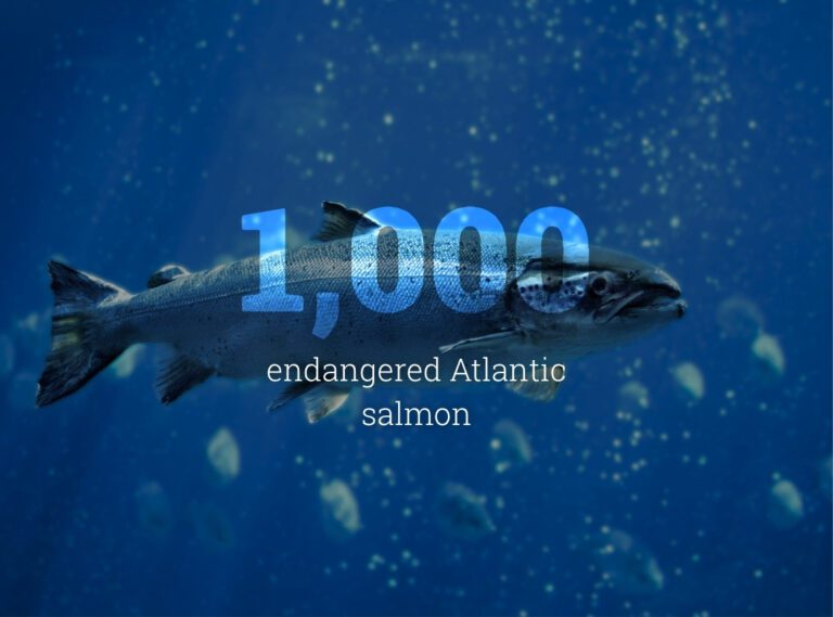 Annual bycatch deaths <p src=