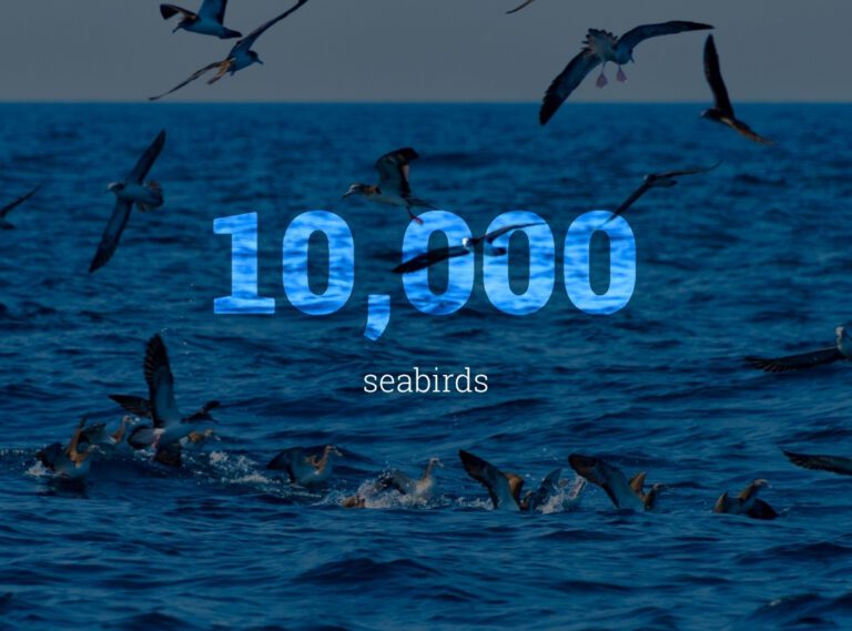 Annual bycatch deaths <p src=