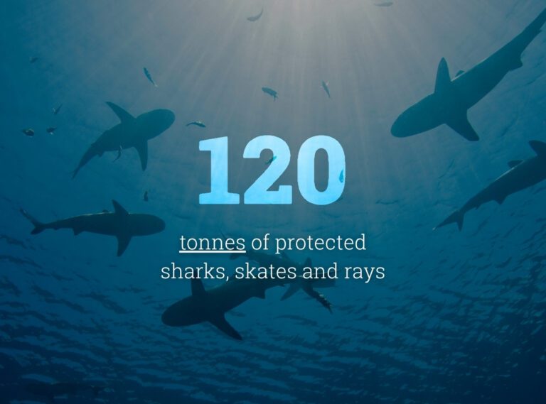 Annual bycatch deaths <p src=