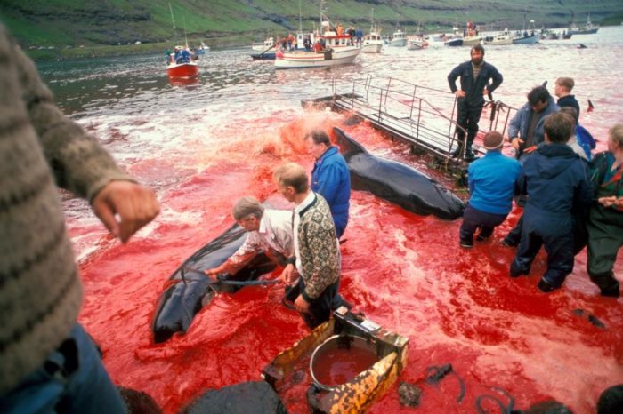 Pilot whales being killed on shore.