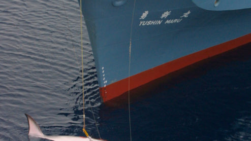 Japanese catcher ship Yushin Maru after harpooning a Minke whale.