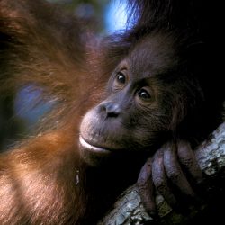 Indonesia Tanjung Puting Orangutan