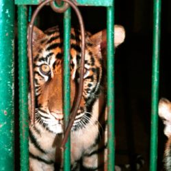Tiger in a cage in a tiger farm