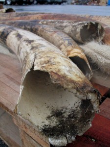 Tusks, close up with bloodstains visible. Part of around two tonnes seized in October 2003 by Hong Kong Customs, in Hong Kong, China. Credit Mari Park/ EIA