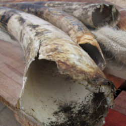 Ivory seized in October 2003 by Hong Kong Customs.