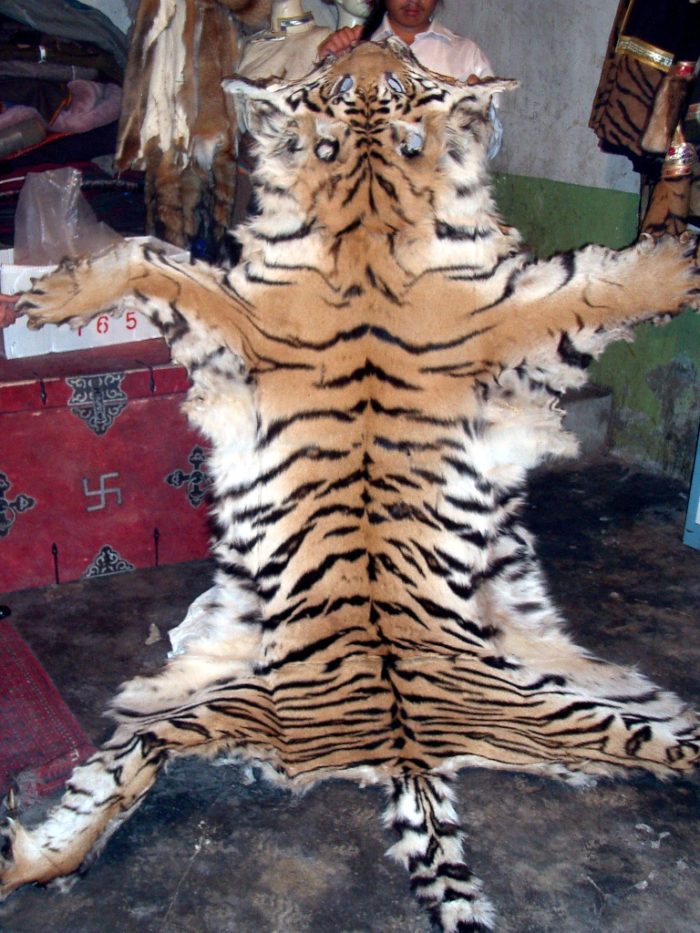 Whole fresh tiger skin offered for sale
