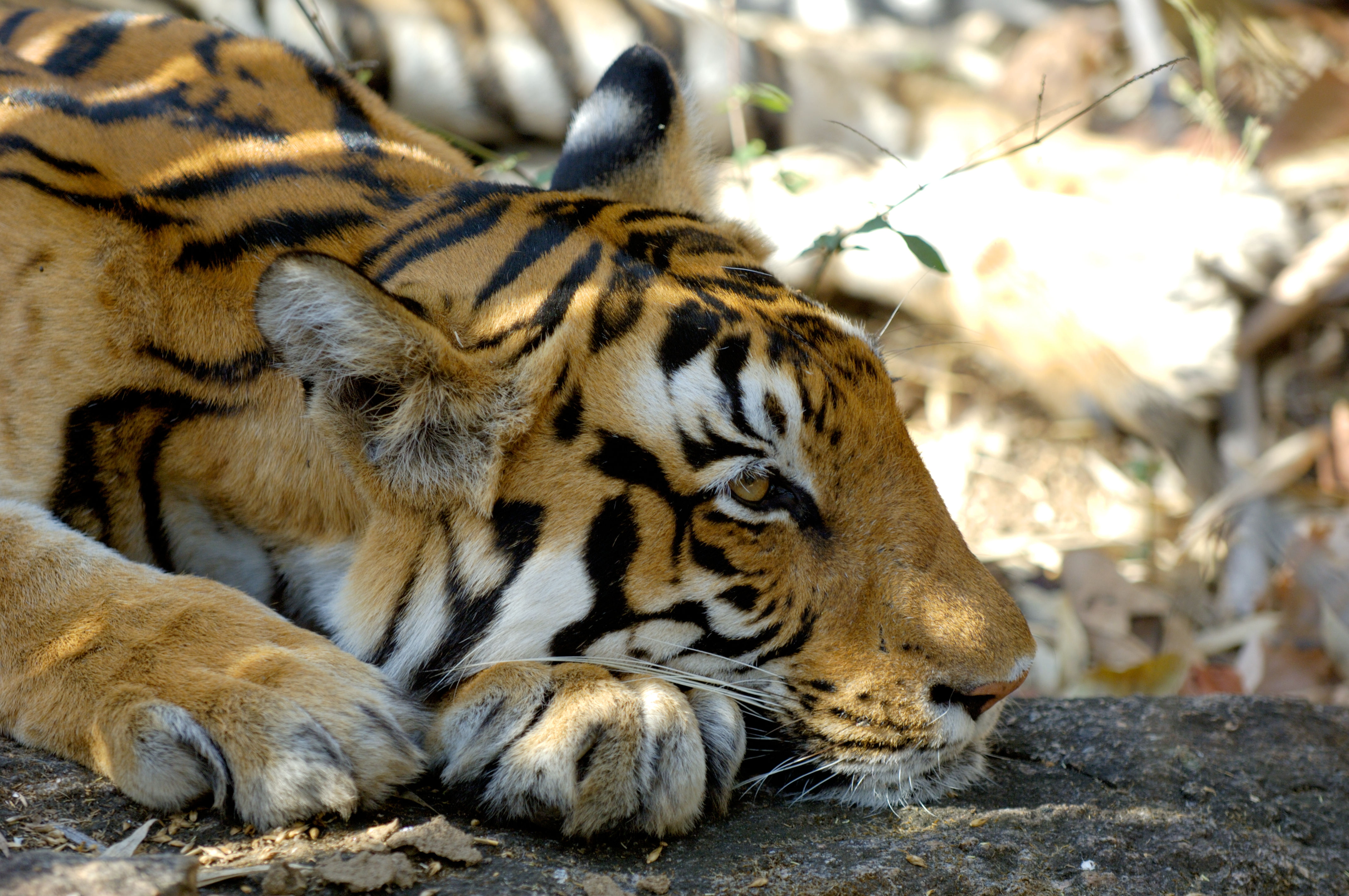 Reports on Saving Bandhavgarh's Wild Tigers from Poachers - GlobalGiving