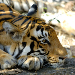 Tiger resting on its paws, India (c) Robin Hamilton