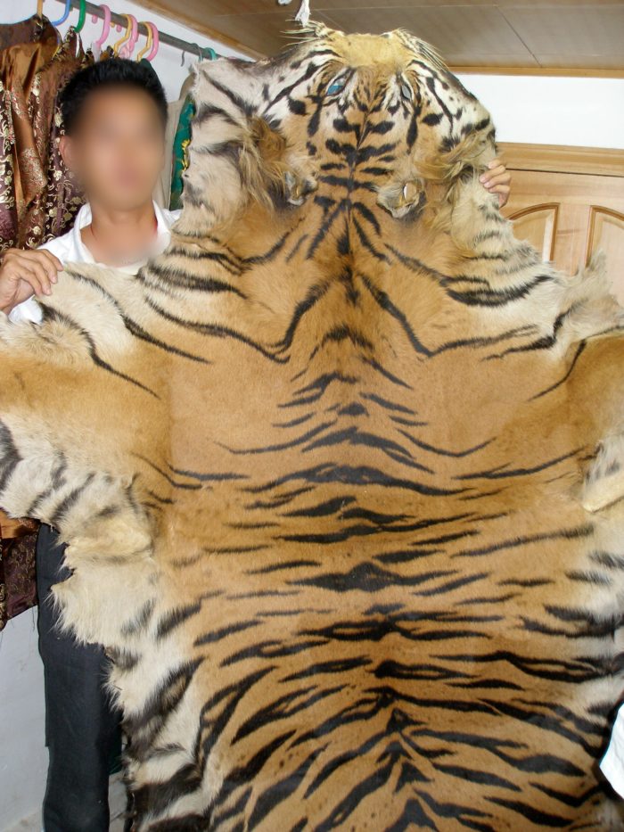 Whole tiger skin offered to EIA investigators on sale in the Barkhor District, Lhasa, Tibetan Autonomous Region, Tibet / China.