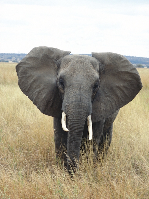 Elephant in Tarangire National Park, Tanzania (c) EIAimage