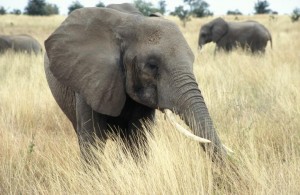 EIA campaigns vigorously to shut down all ivory trade (c) EIA