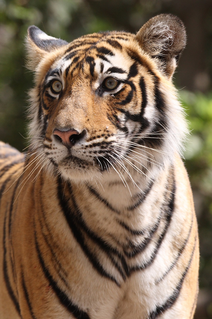Tiger in India, Ranthambhore and Corbett Tiger Reserve, April/May 2008.