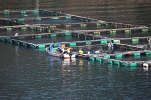Dolphins captured at Taiji (c) EIA