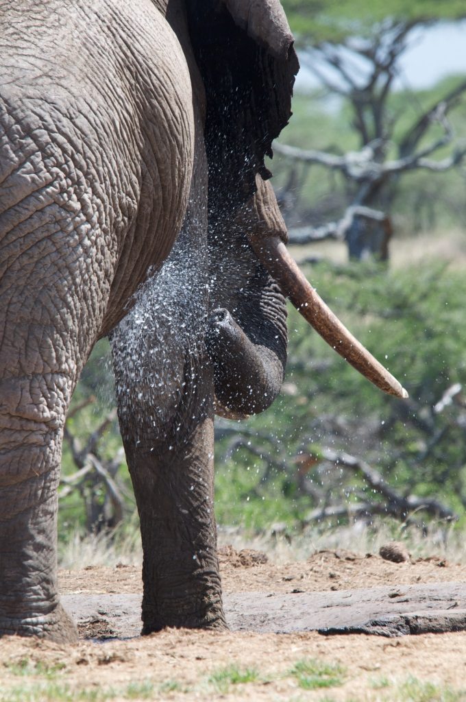 Wild elephants in Amboseli National Park, Kenya 2011
