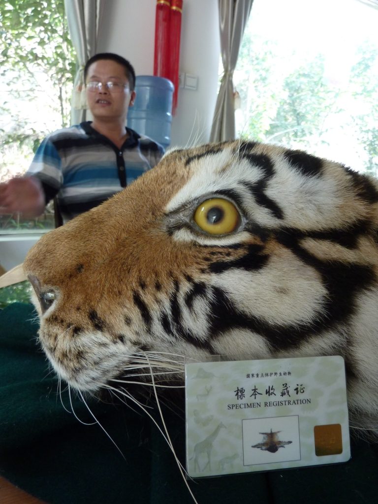 Illegal trade seizures: captive tiger trade