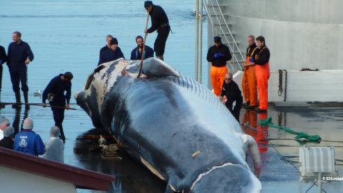 Fin whale being cut up by workers at a whaling station with a number of onlookers