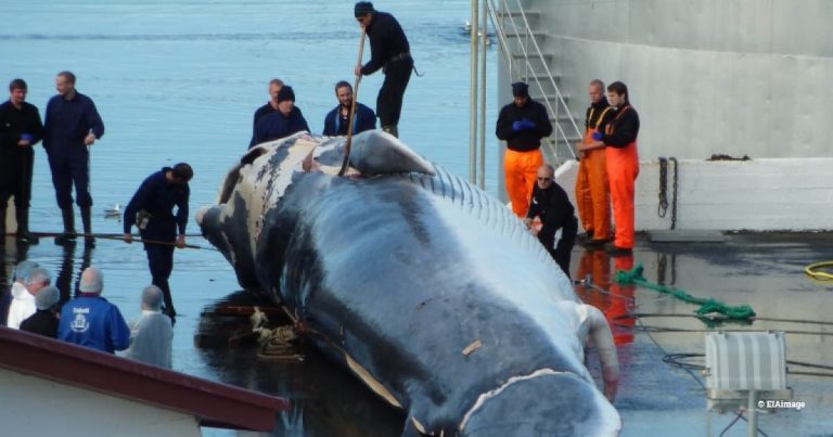 IWC at 70: A gruesome whaling club matures into a respected world leader