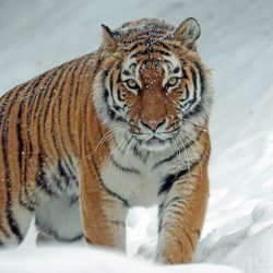 Siberian Tiger - Pixabay