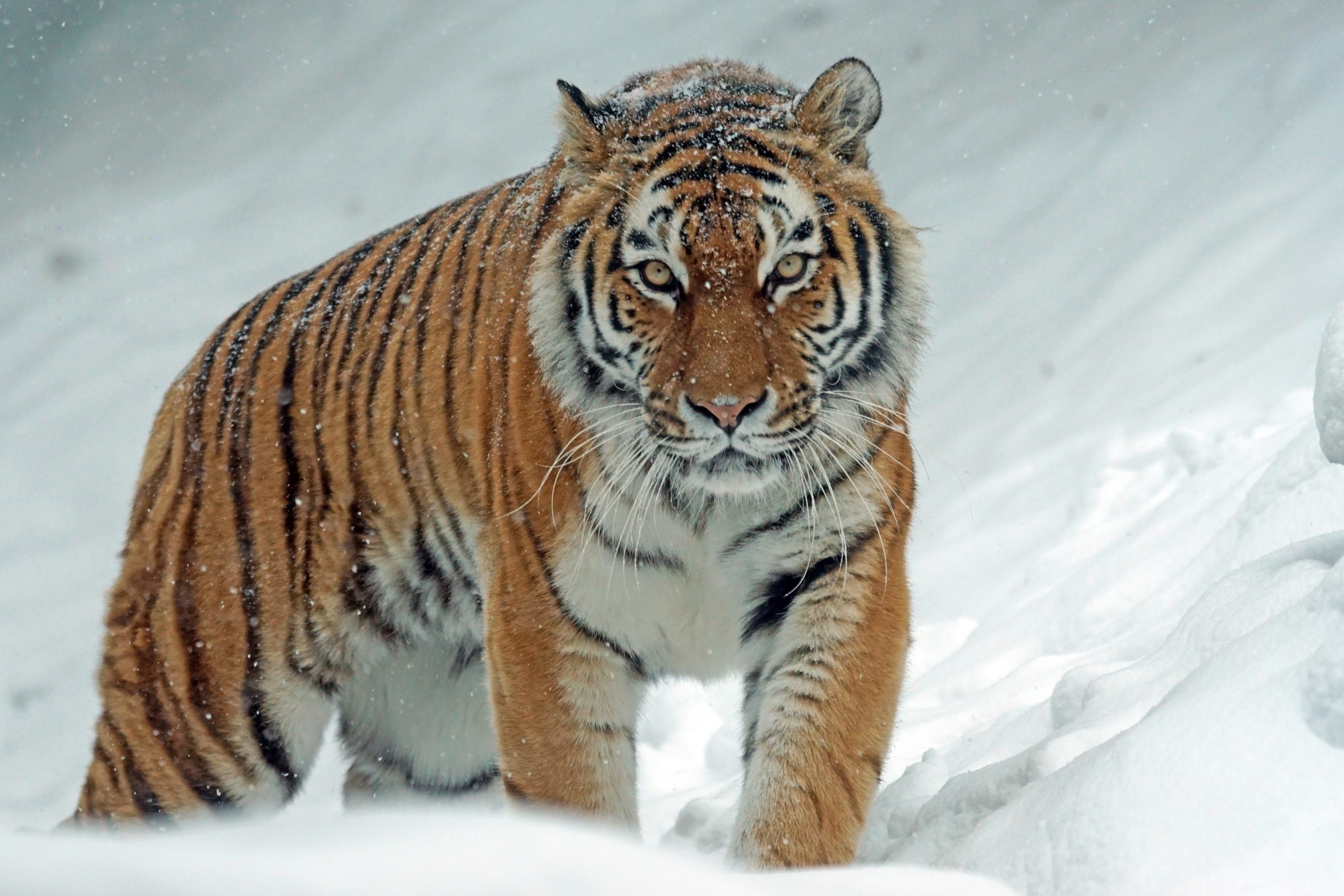 Siberian Tiger - Pixabay