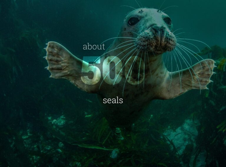 Annual bycatch deaths <p src=