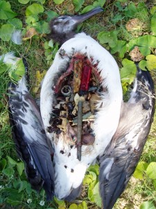 A dead Laysan Albatross in Midway Atoll, its exposed stomach filled with debris it consumed around its coastal habitat (c) NOAA/ONMS