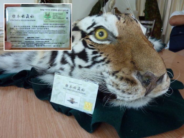 A permit and a tiger skin rug in Xiafeng taxidermy with, inset, permit details (c) EIA