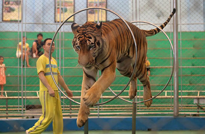 The tide of public opinion may be turning against animal performances