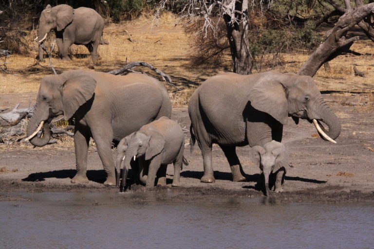 Supreme Court quashes the antiques trade’s final bid to kill off the UK Ivory Act