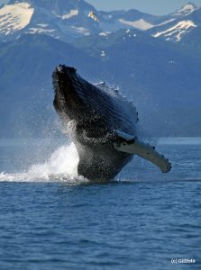 Adult Humpback Whale breaching
