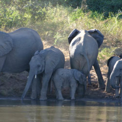 A group of African elephants by the edge of a water body