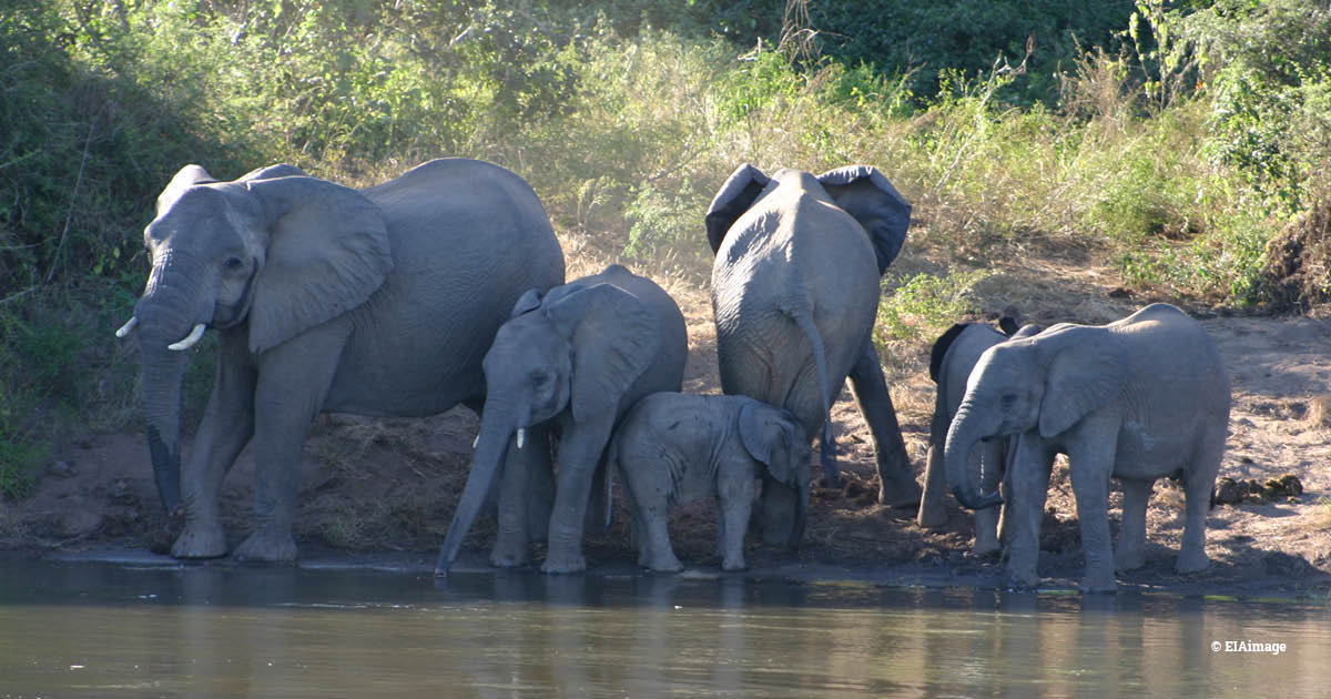 A group of African elephants by the edge of a water body