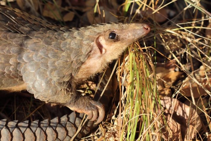 African white-bellied pangolin, Democratic Republic of the Congo (c) African Pangolin Working Group