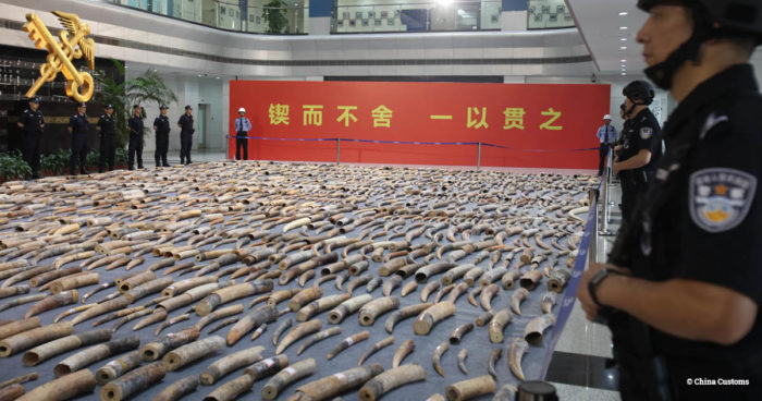 Display of ivory seized in China by customs officers