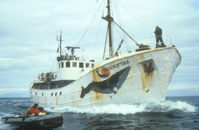 Aboard the Balaenoptera in 1983 to investigate Norwegian whaling (c) EIA