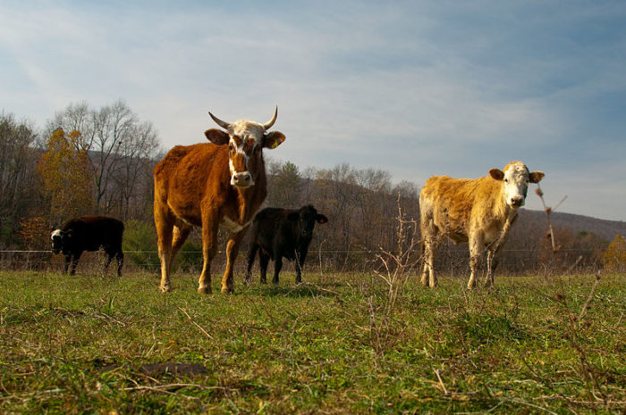 Beef cattle, by Brian Johnson & Dane Kantner