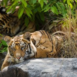 Bengal Tiger (Panthera tigris) siblings resting on cool rocks, Bandhavgarh, India