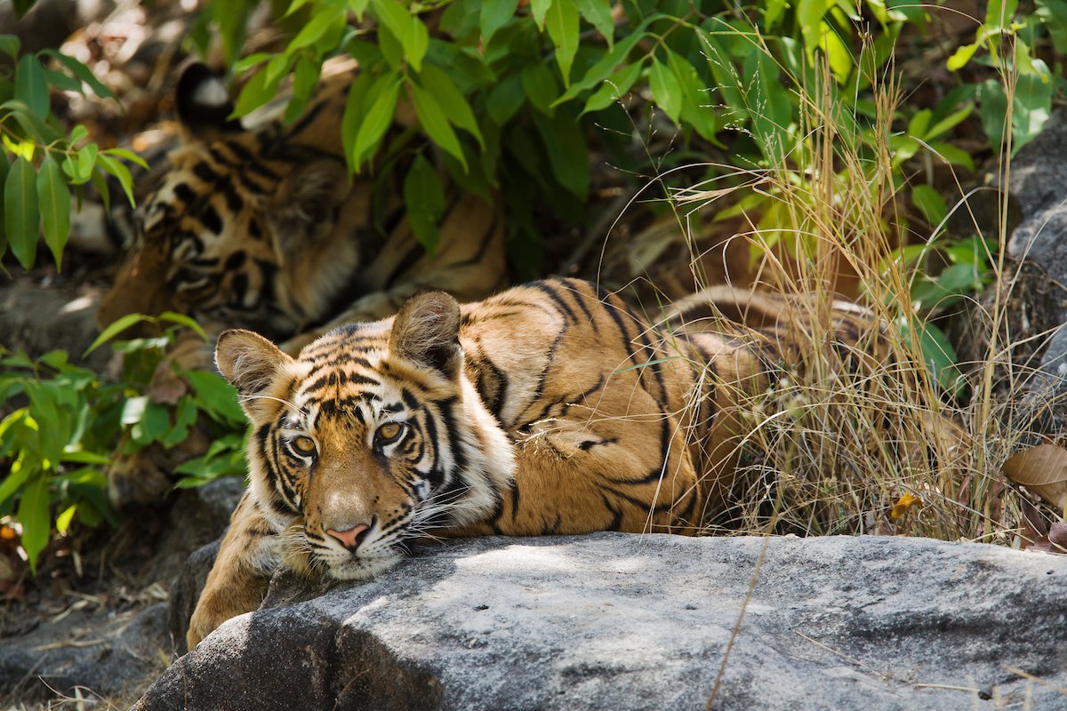Bengal Tiger (Panthera tigris) siblings resting on cool rocks, Bandhavgarh, India