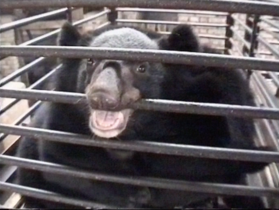 Chinese Government still promoting coronavirus treatment containing bear bile EIA