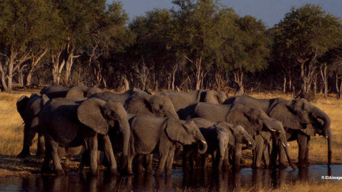 A herd of Elephants drink by a water hole