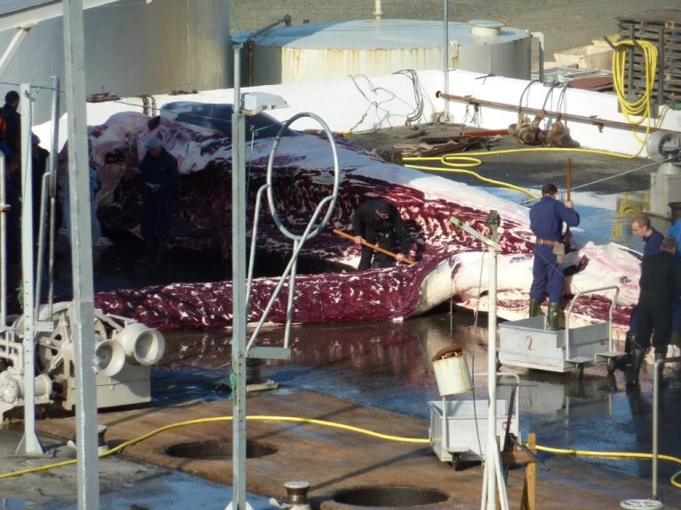 EU right to fear possible rise in whale meat exports to Japan from Iceland and Norway